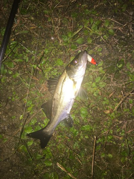 坊主逃れ・・・